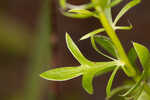 Fragrant eryngo